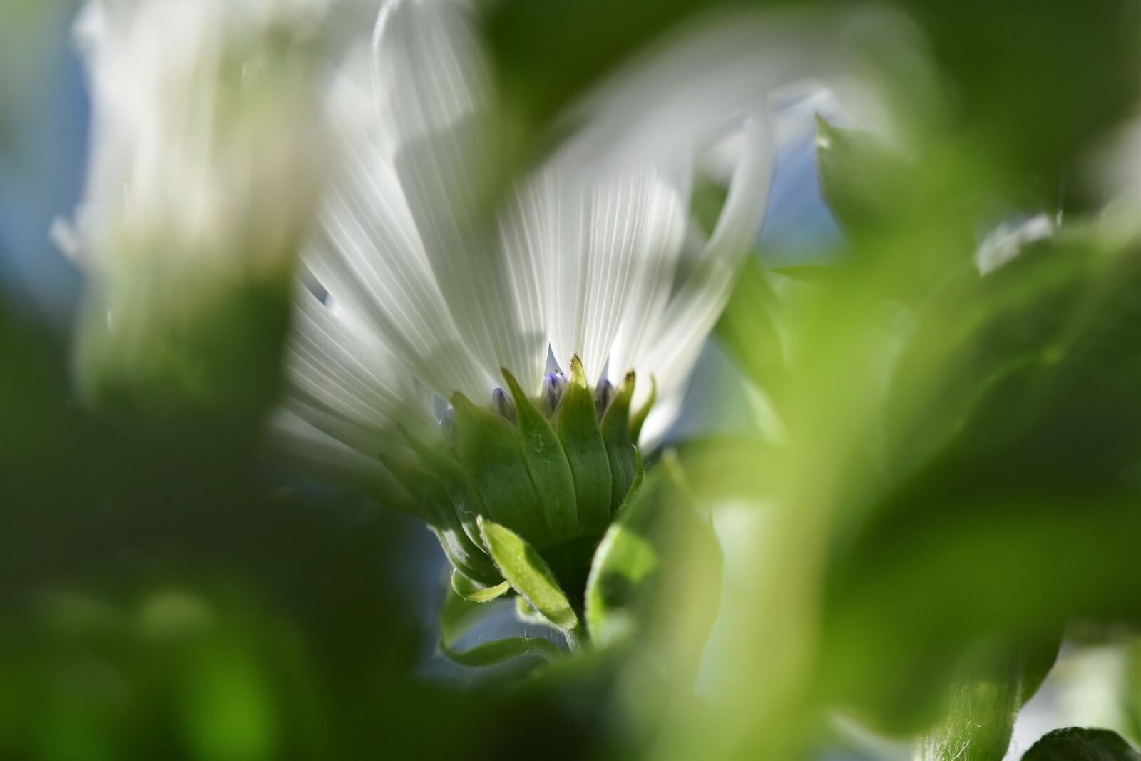 Nikon D7200 sample photo. Marguerite, blossom, bloom photography