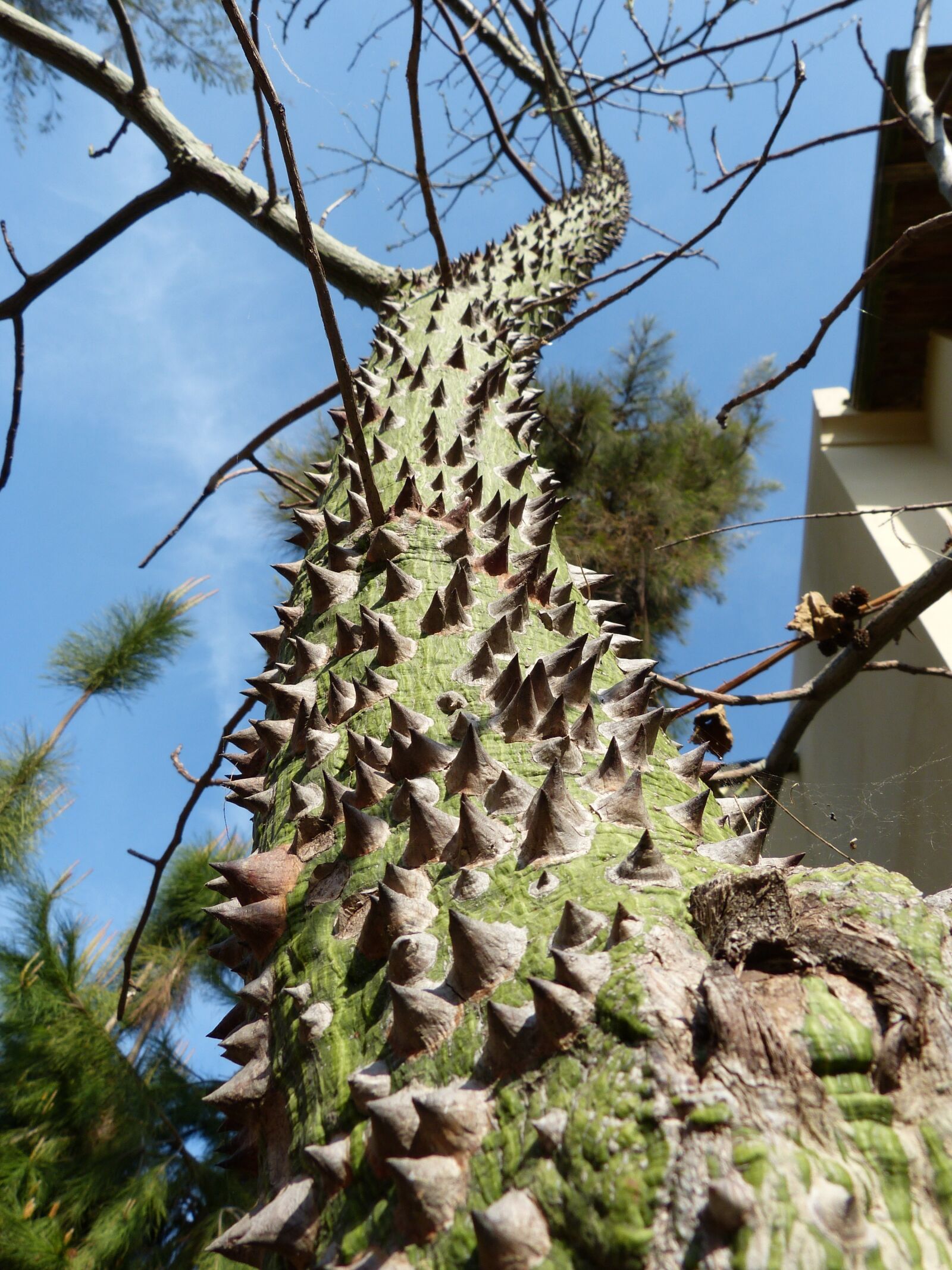 Panasonic Lumix DMC-FZ150 sample photo. Ceiba speciosa, barbed tree photography