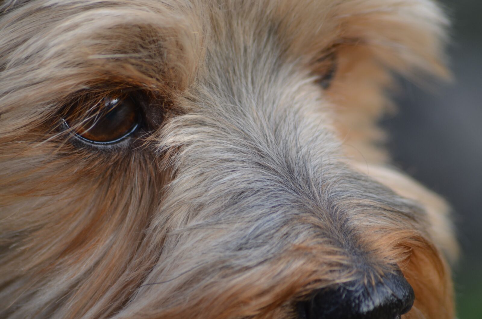 Nikon D7000 sample photo. Eye, dog, snout photography