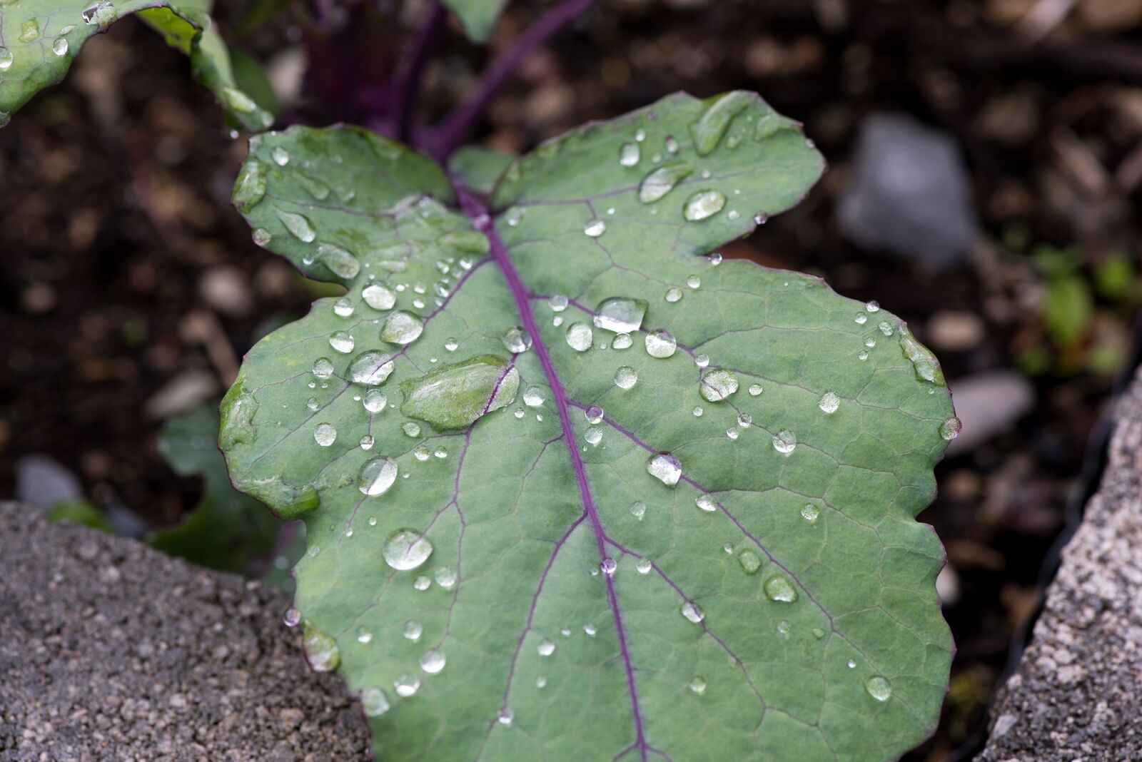 Nikon D750 sample photo. Leaf, green leaf, kohlrabi photography