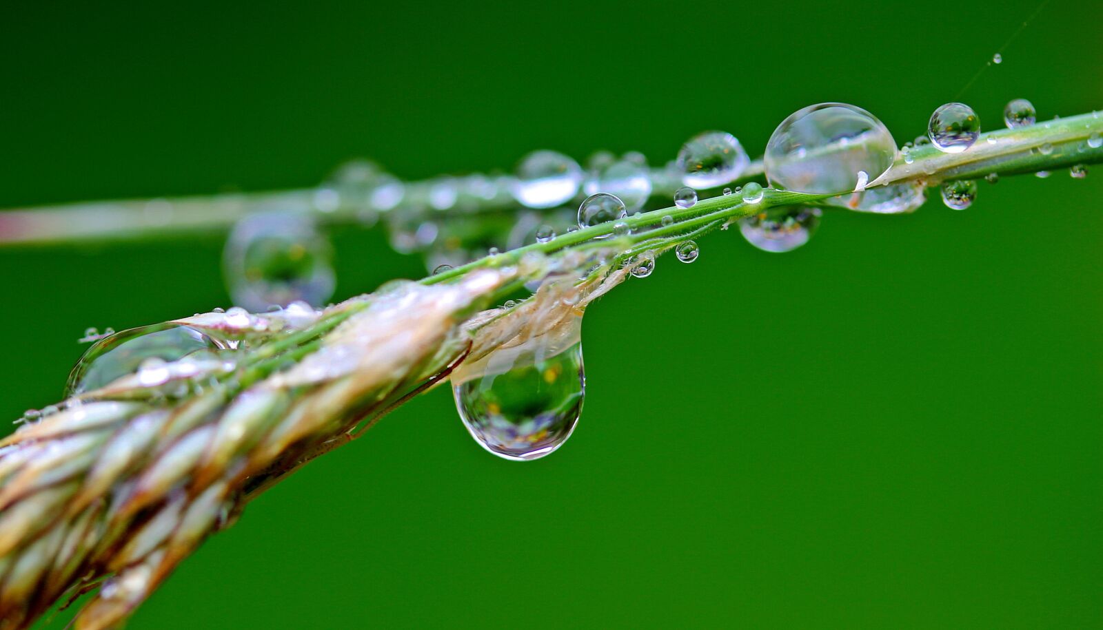 Canon EOS 650D (EOS Rebel T4i / EOS Kiss X6i) sample photo. Raindrop, drip, rain photography