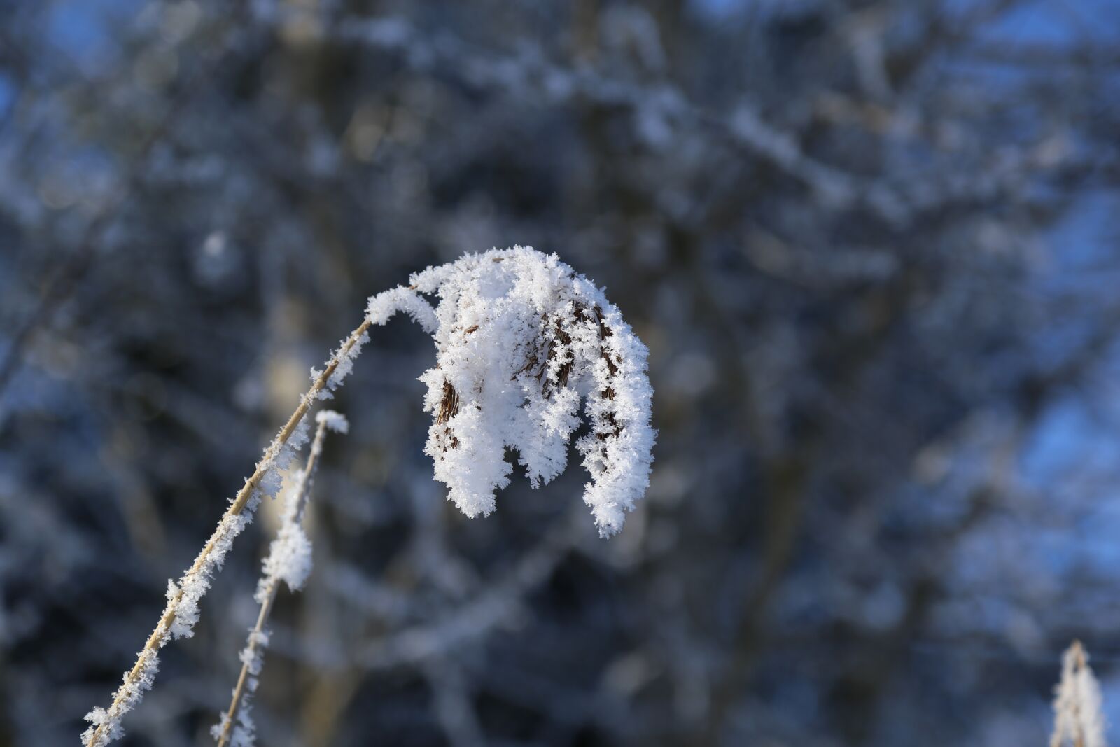 Canon EOS 6D + Canon EF 24-105mm F4L IS USM sample photo. Winter, ripe, frozen photography