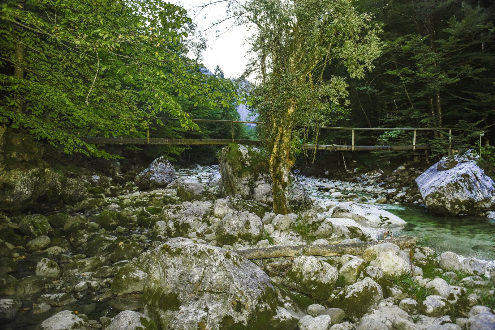 Nikon D750 sample photo. Water, inject, forest photography