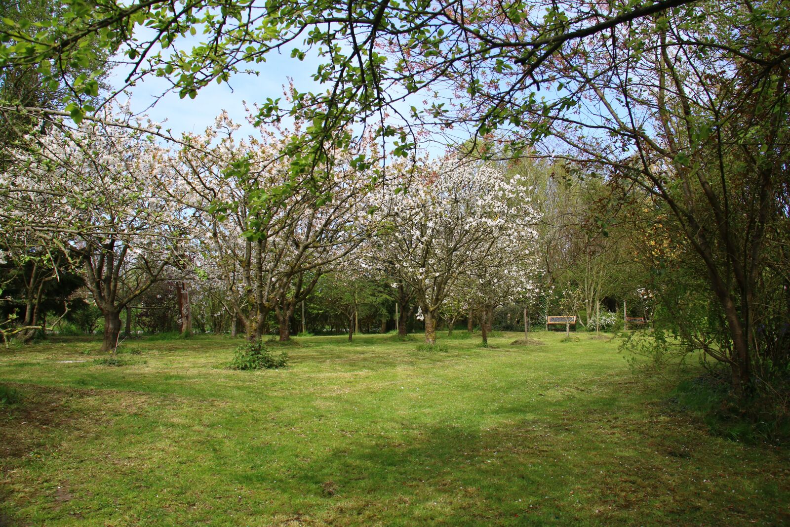 Canon EOS 70D sample photo. Landscape, garden, cherry photography