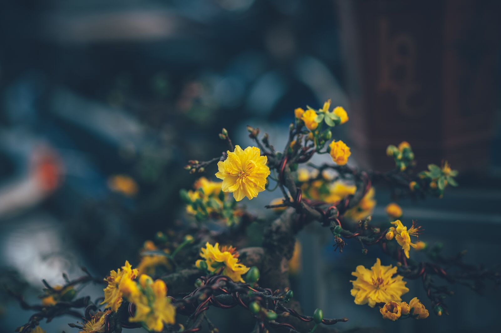 Nikon D3 sample photo. Flower, leaf, floral photography