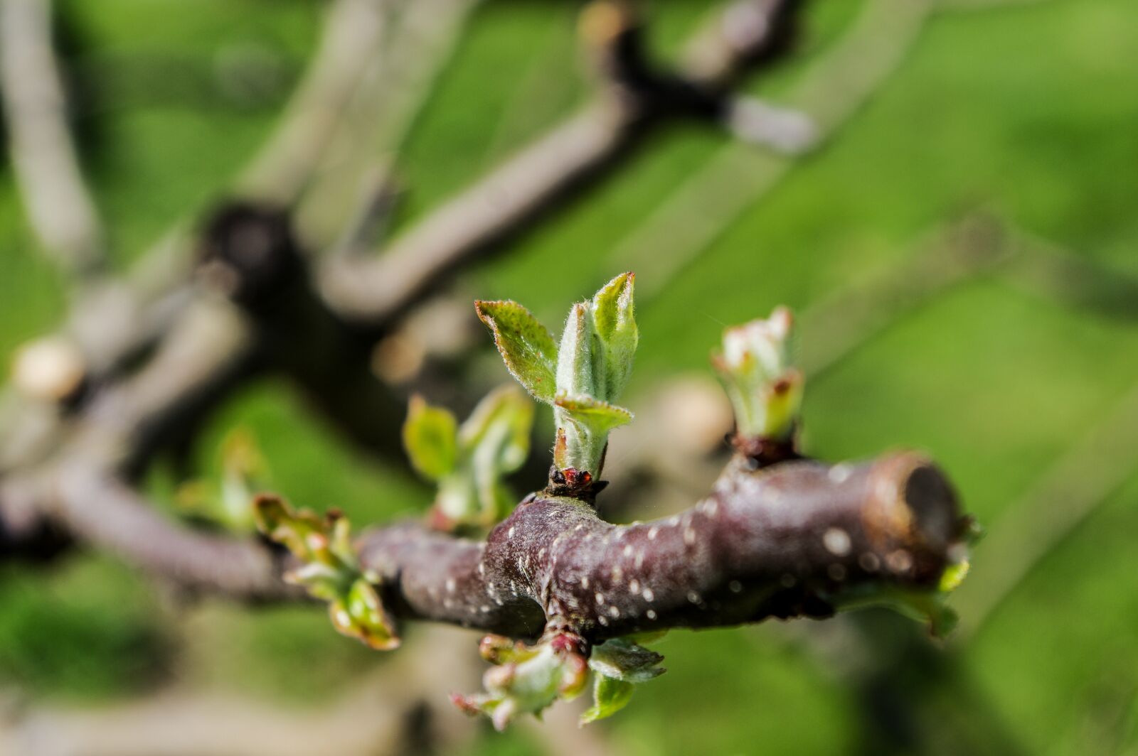 Pentax K-3 sample photo. Bud, small leaf, tree photography