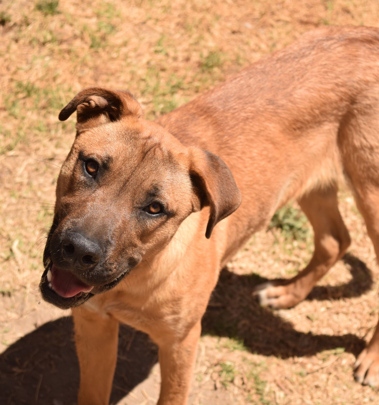 Nikon D3300 sample photo. Canis lupus familiaris, canidae photography