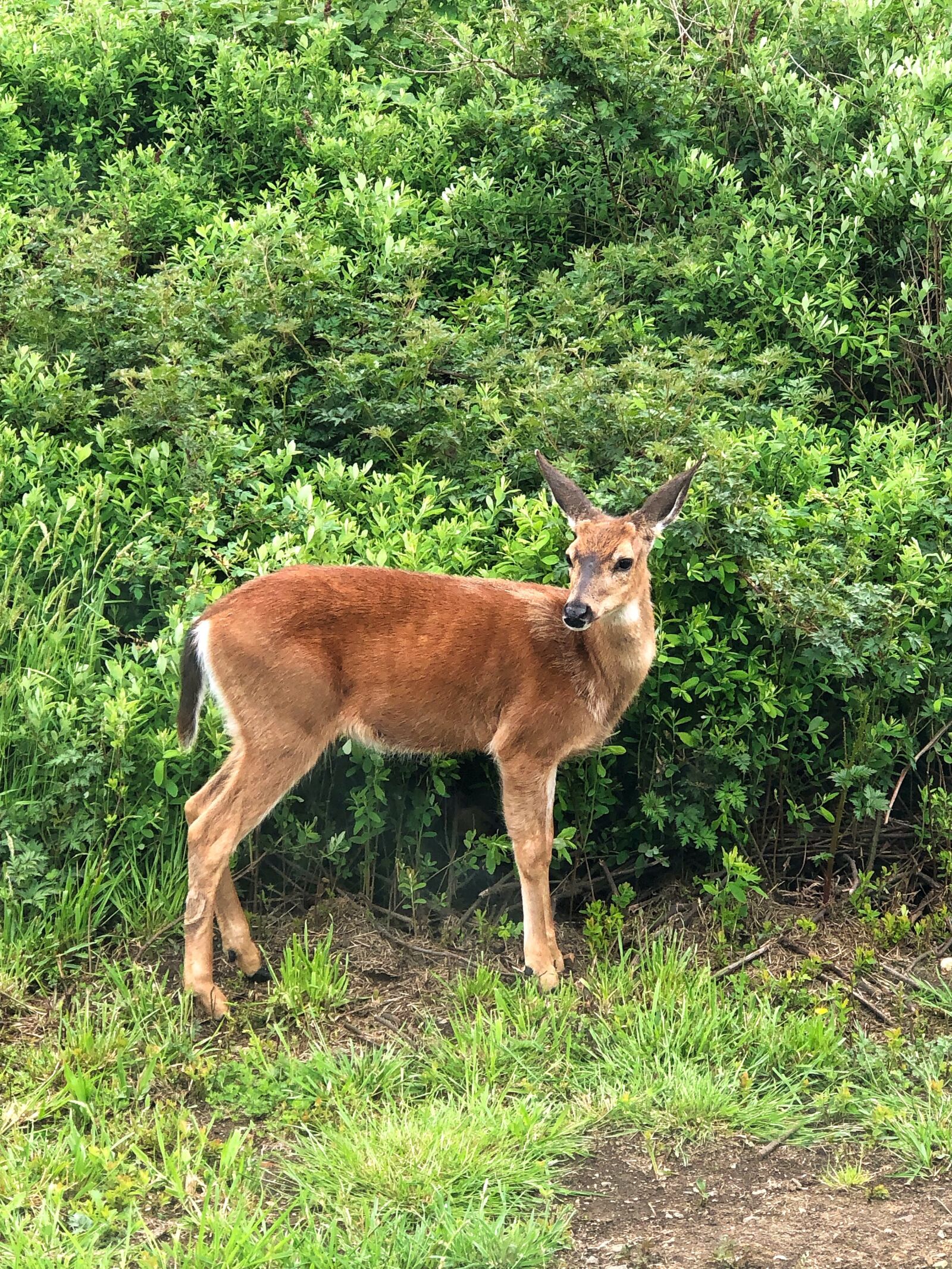 iPhone 8 Plus back dual camera 6.6mm f/2.8 sample photo. Nature, deer, animal photography