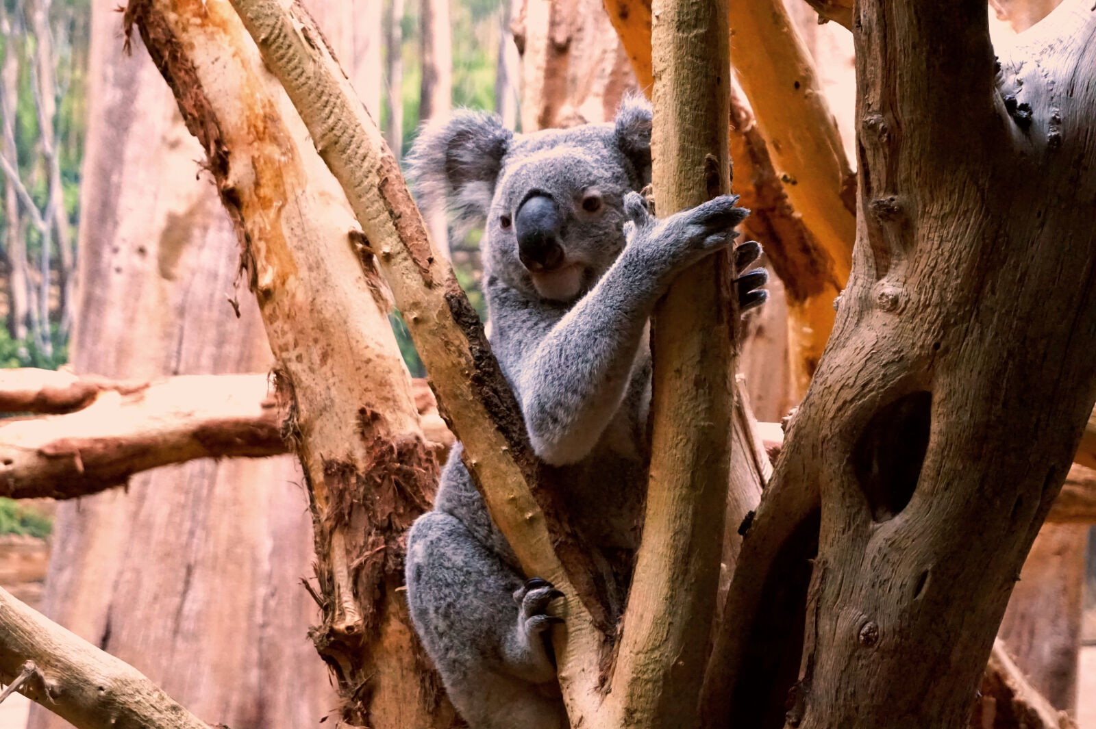 Sony Alpha a5000 (ILCE 5000) sample photo. Koala, leipzig, tree, zoo photography