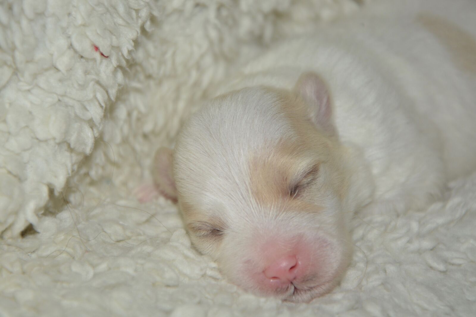 Nikon D5200 sample photo. Puppy, new-born, cotton tulear photography