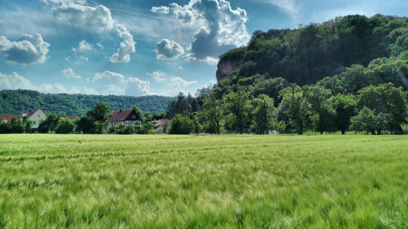 nubia Z11 MINI sample photo. Sörnewitz, boselfelsen, cornfield photography