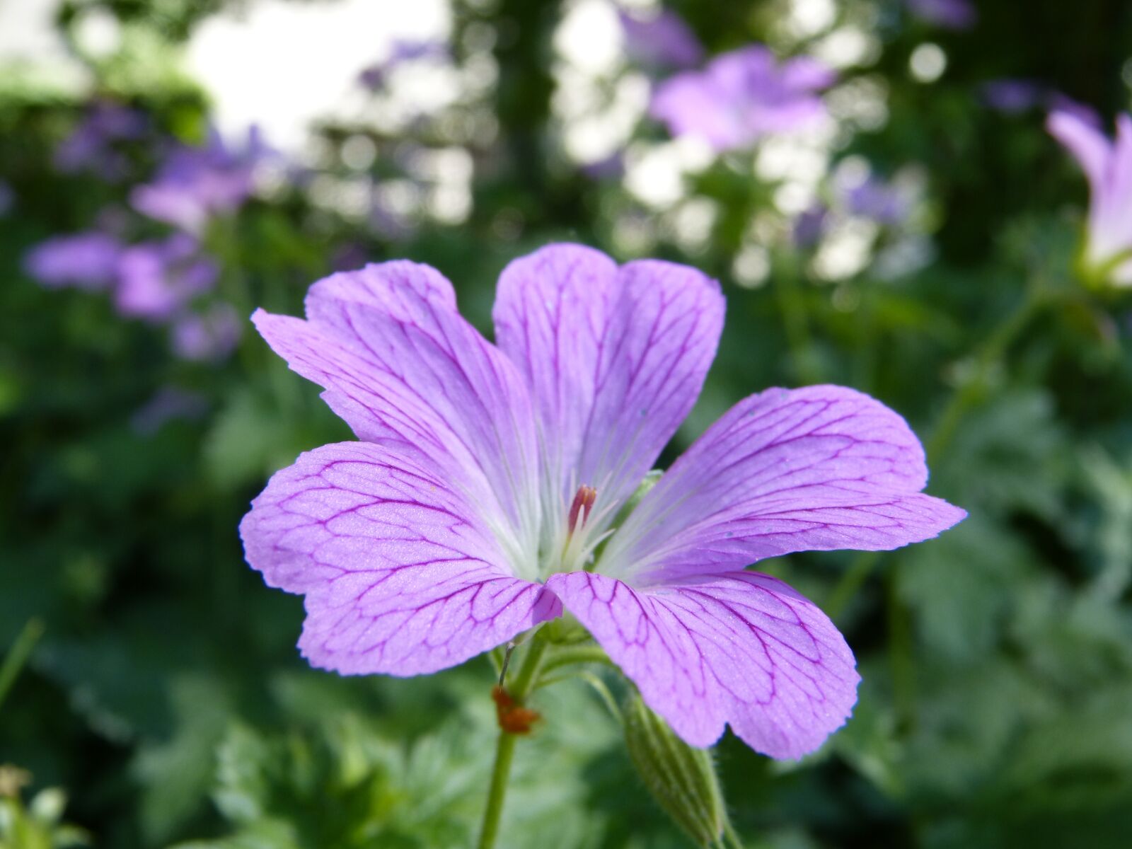 Panasonic DMC-FZ62 sample photo. Flower, nature, garden photography