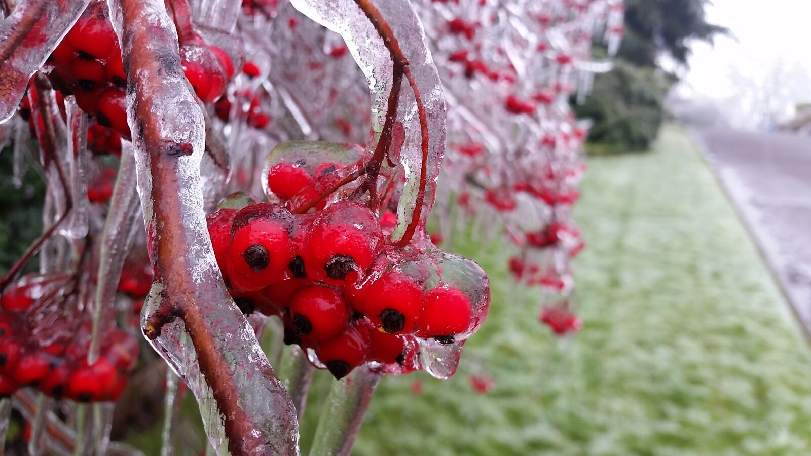 Samsung Galaxy S5 sample photo. Nature, season, flora photography
