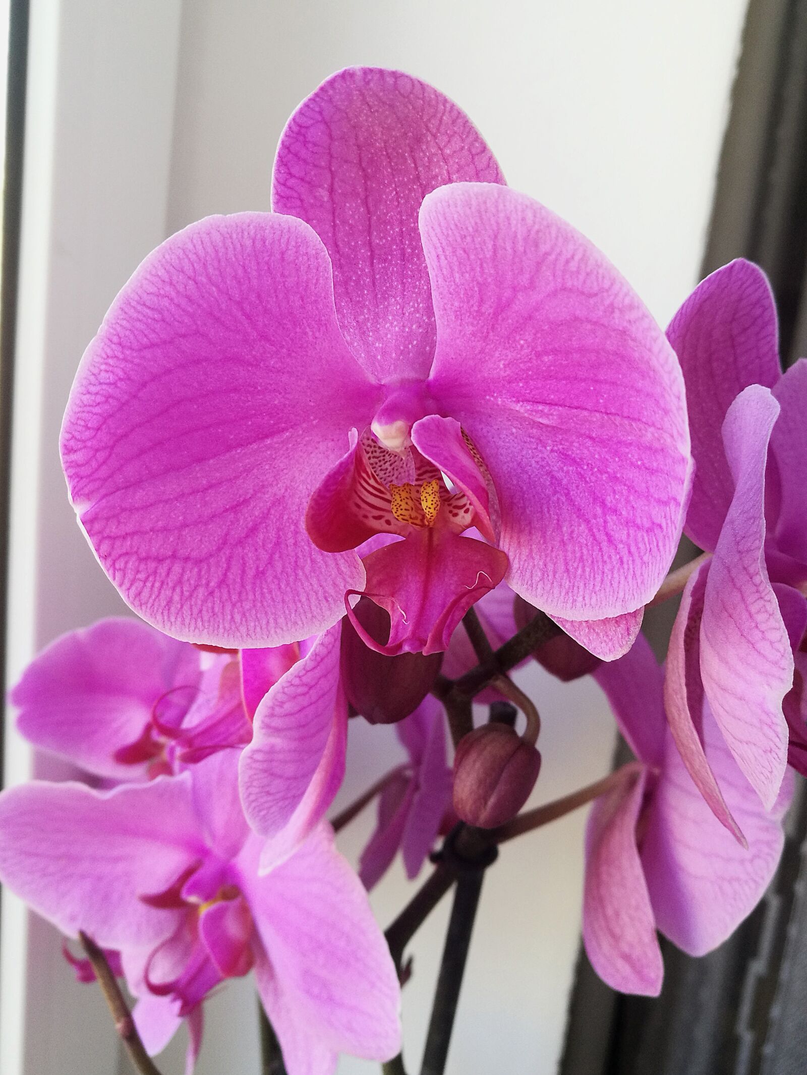 HUAWEI P9 sample photo. Orchid, pink orchid, purple photography