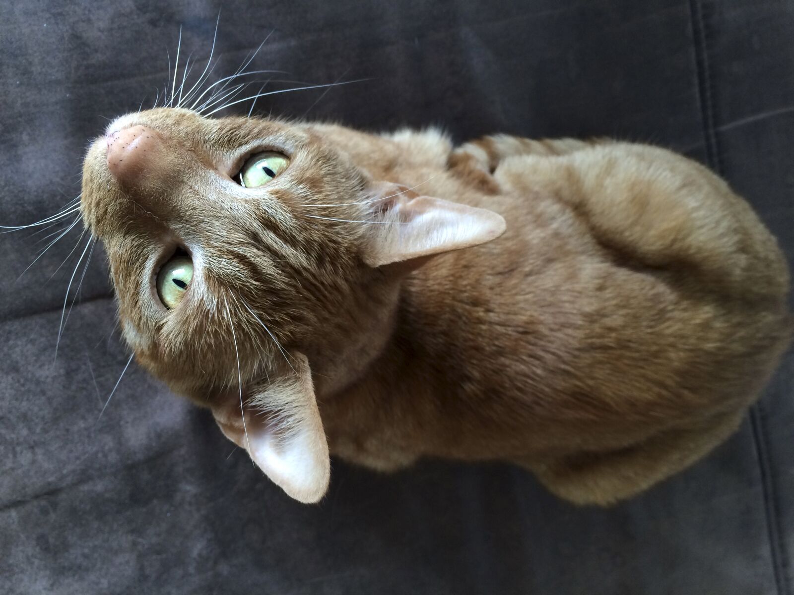 iPhone 5s back camera 4.15mm f/2.2 sample photo. Animal, pet, domestic cat photography