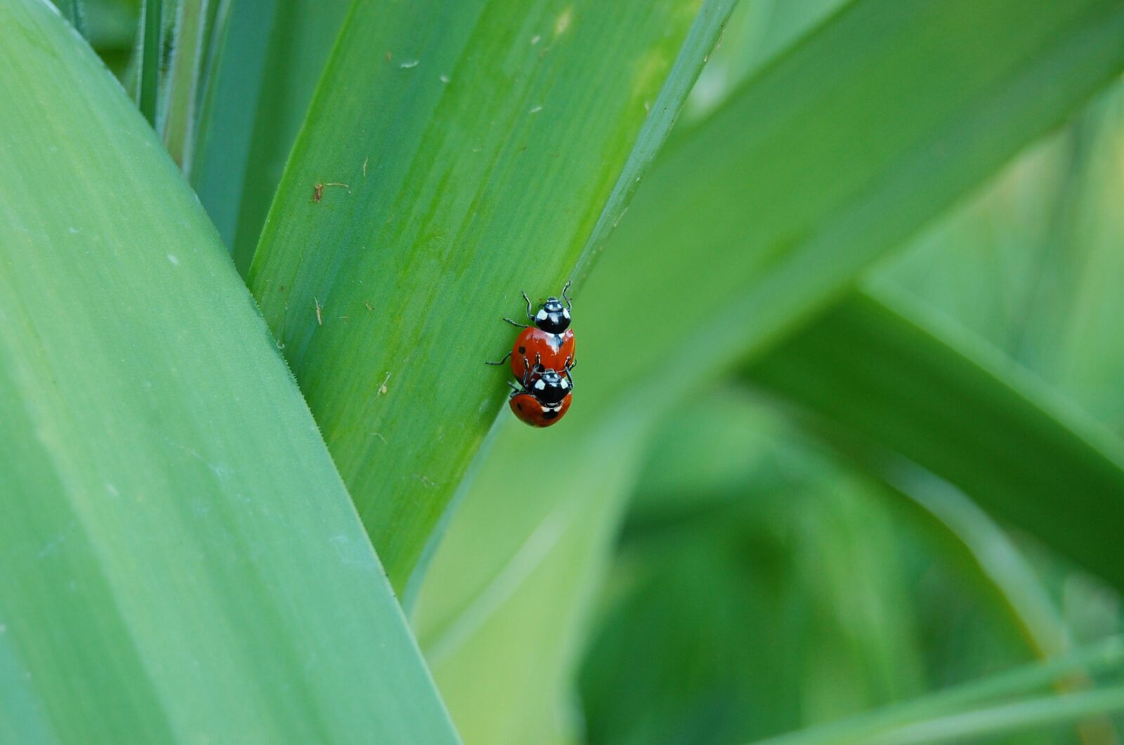 Nikon D40 sample photo. Ladybug, ladybugs, insect photography