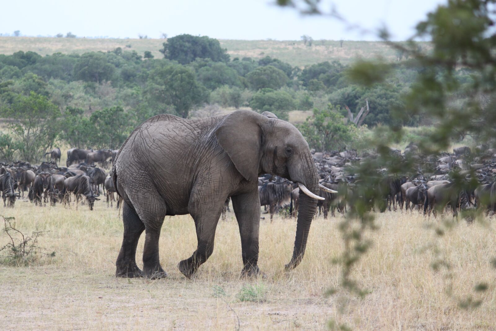 Canon EOS 500D (EOS Rebel T1i / EOS Kiss X3) sample photo. Africa, safari, wildlife photography