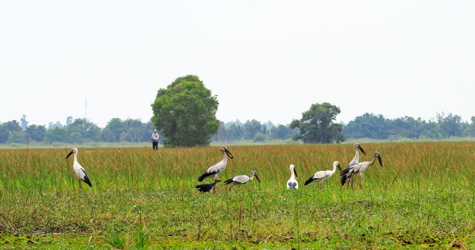 Canon EF 100-400mm F4.5-5.6L IS USM sample photo. Grass, nature, field photography