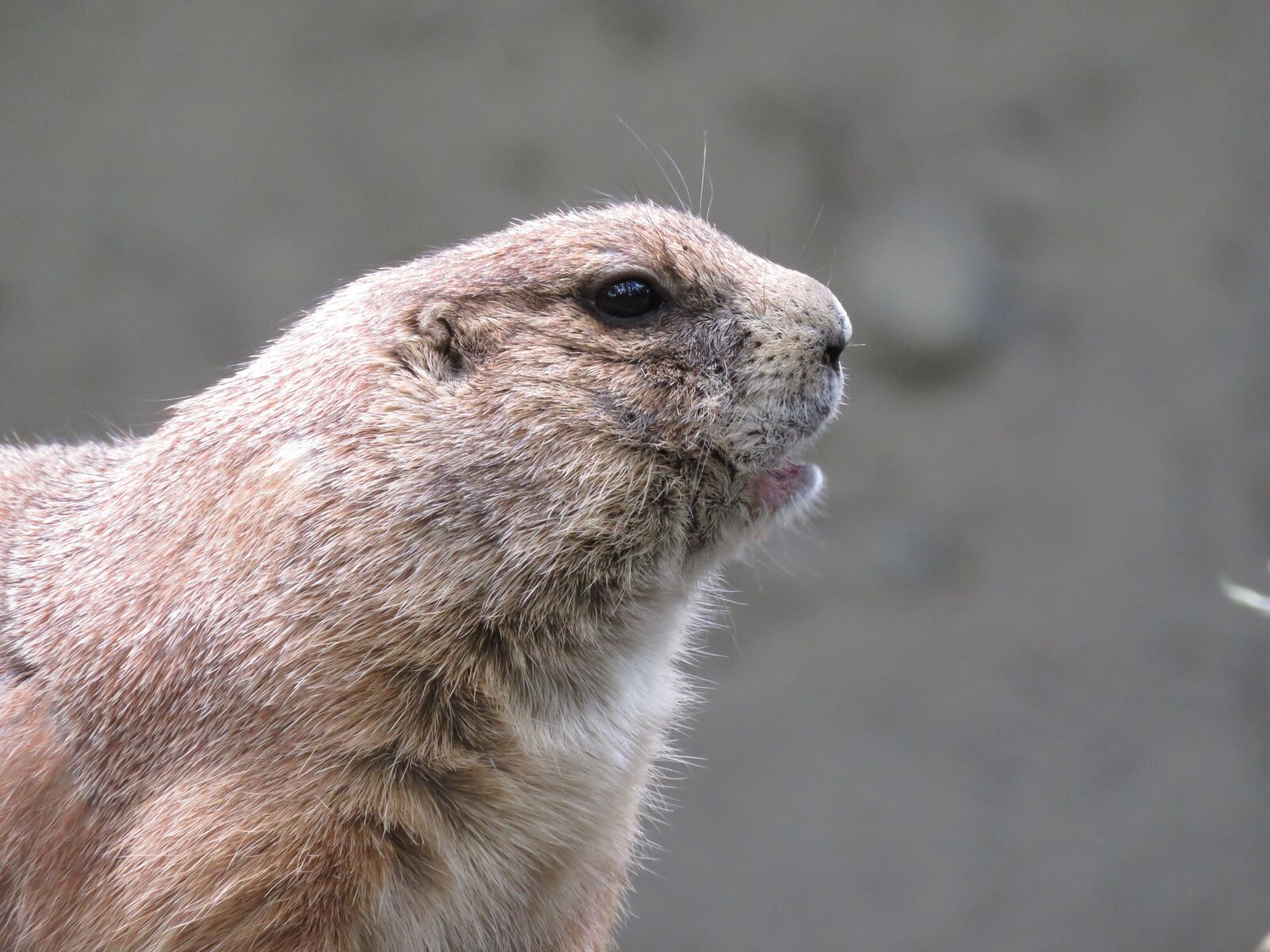 Canon PowerShot SX60 HS sample photo. Prairie dog, rodent, gunnison's photography
