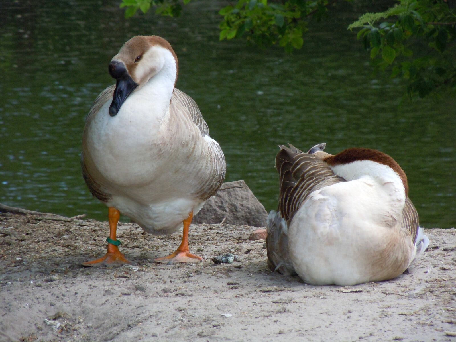 Nikon Coolpix S8000 sample photo. "Poultry, ducks, waterfowl" photography