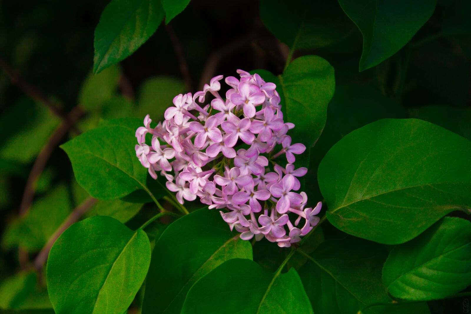 Canon EOS 1200D (EOS Rebel T5 / EOS Kiss X70 / EOS Hi) sample photo. Lilac, flowers, purple photography