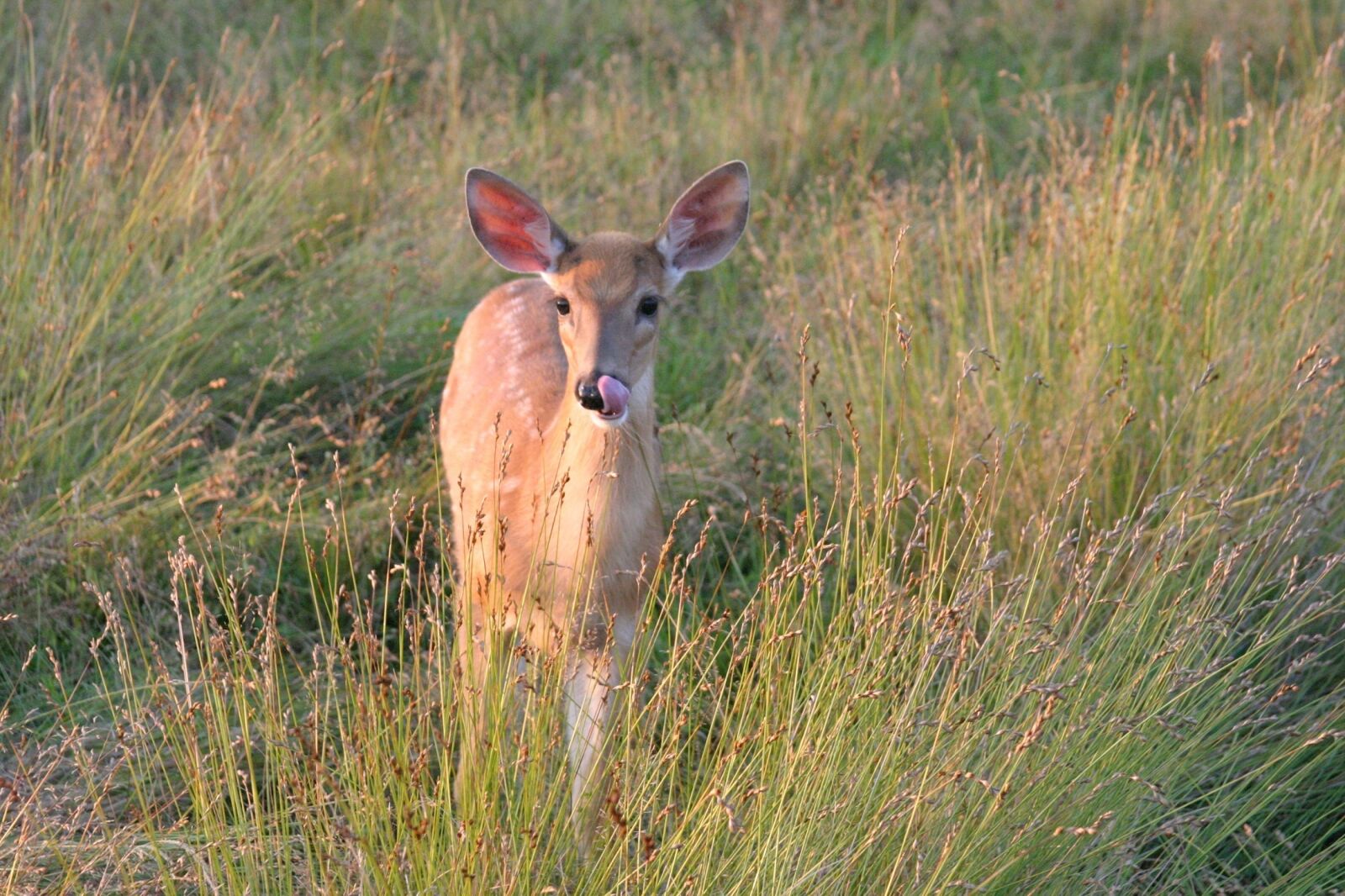 Canon EOS 10D sample photo. White tailed deer, doe photography