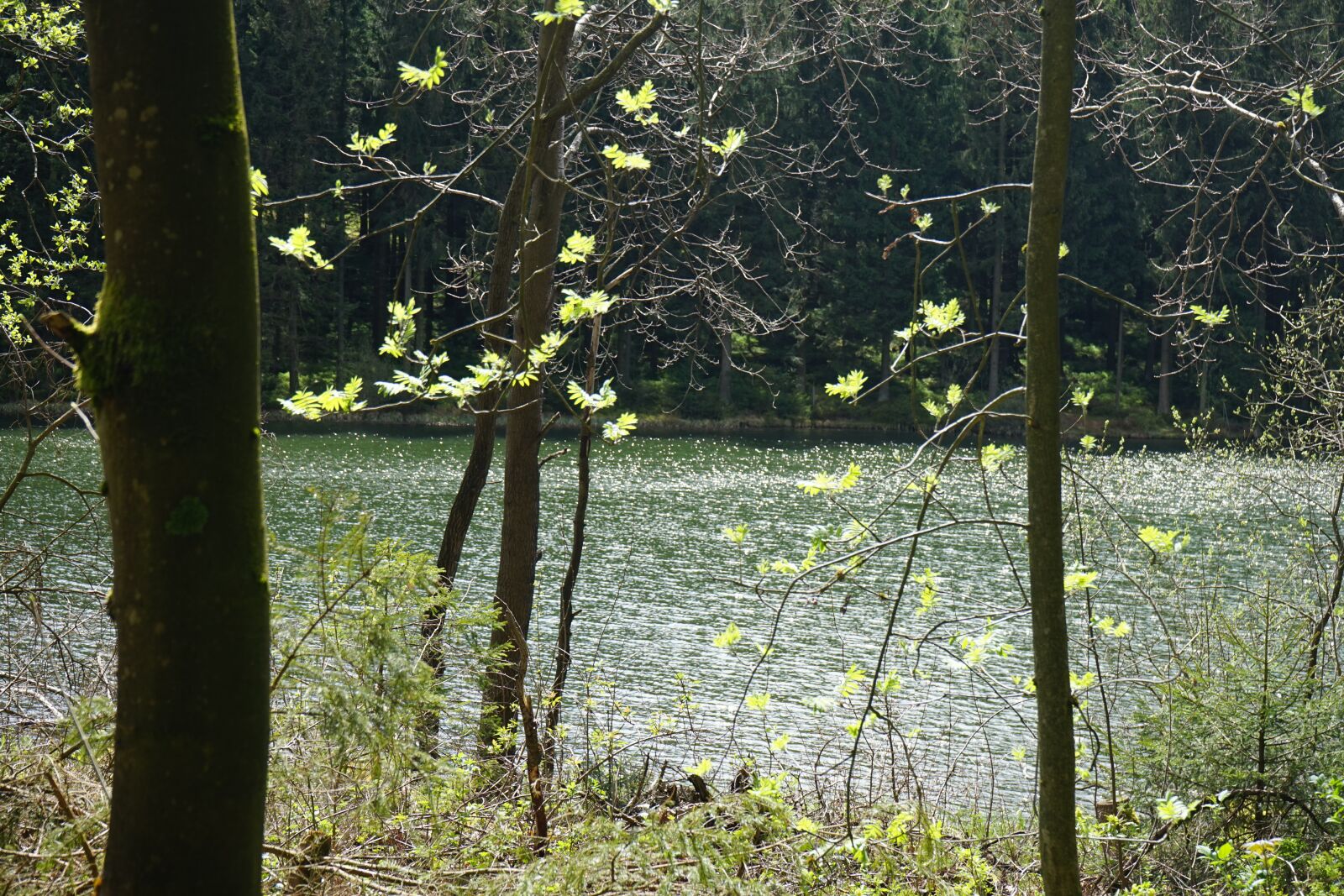 Sony a7 sample photo. Water, forest, lake photography
