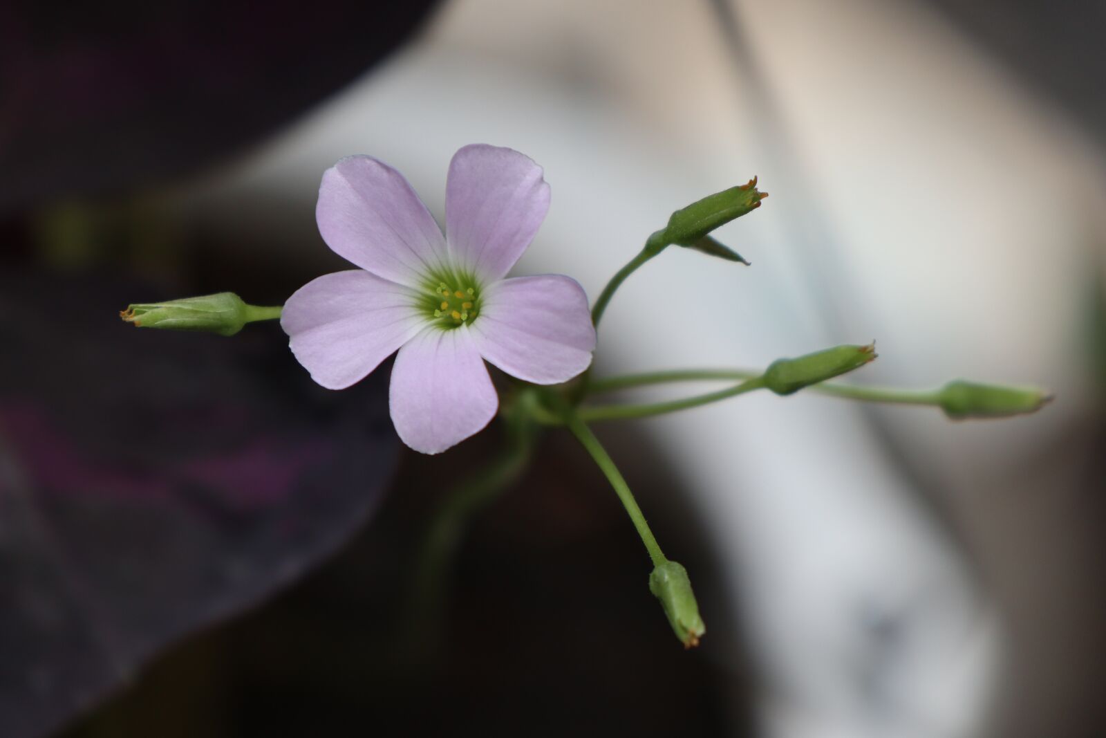 Canon EOS M6 sample photo. Purple, flower, bud photography