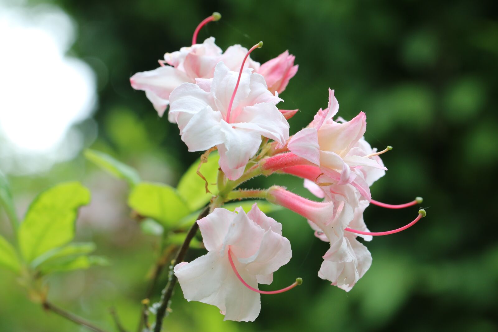 Canon EOS 70D sample photo. Azalea, pink, flower photography
