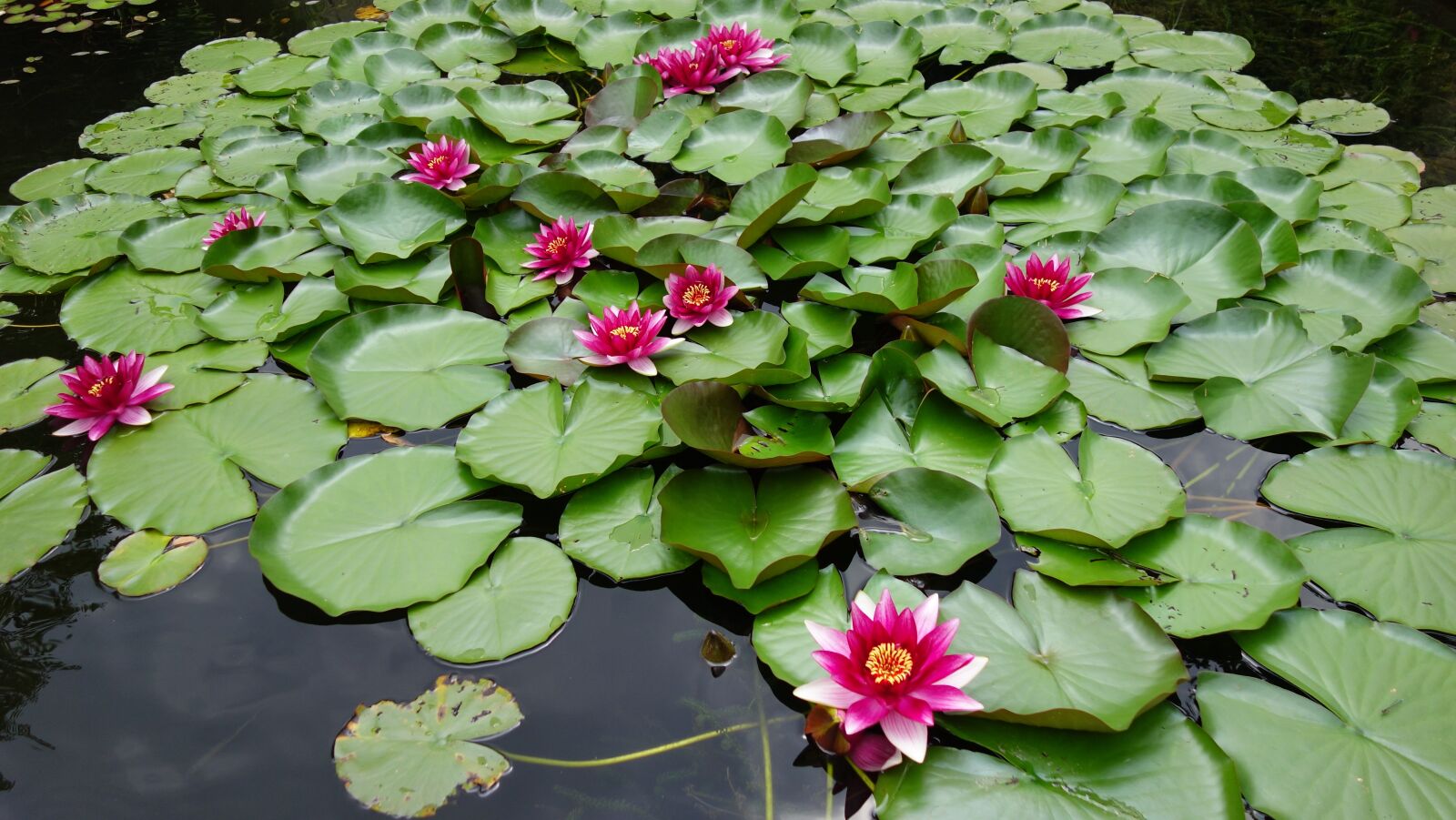 Sony Cyber-shot DSC-RX100 sample photo. Water lily, pond, pink photography