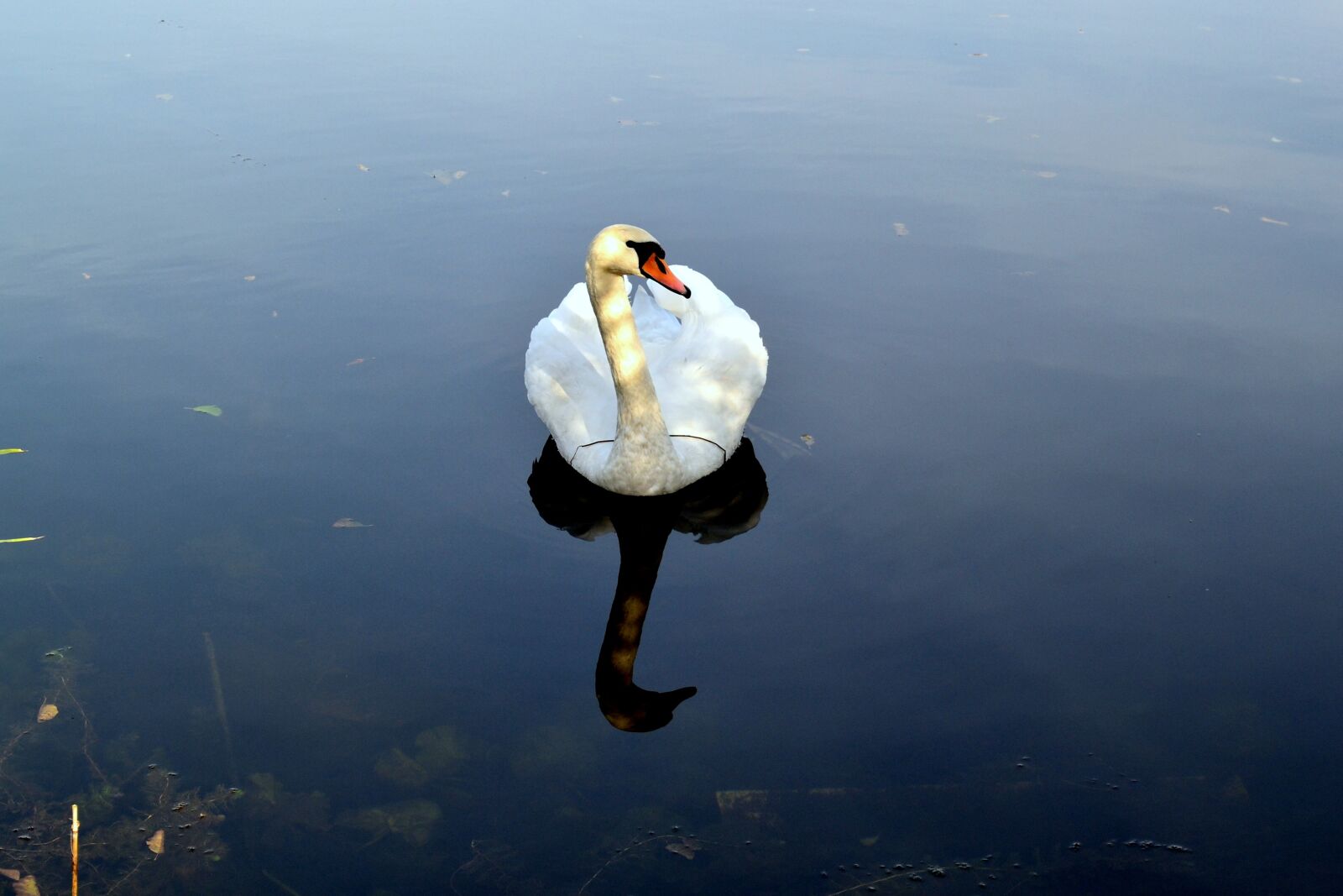 Nikon D3100 sample photo. Water, bird, pen photography