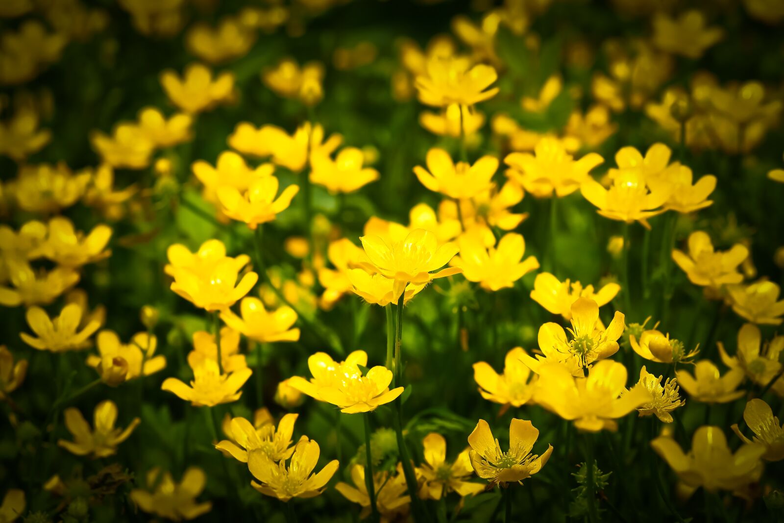 Olympus OM-D E-M10 sample photo. Celandine, flower, yellow photography