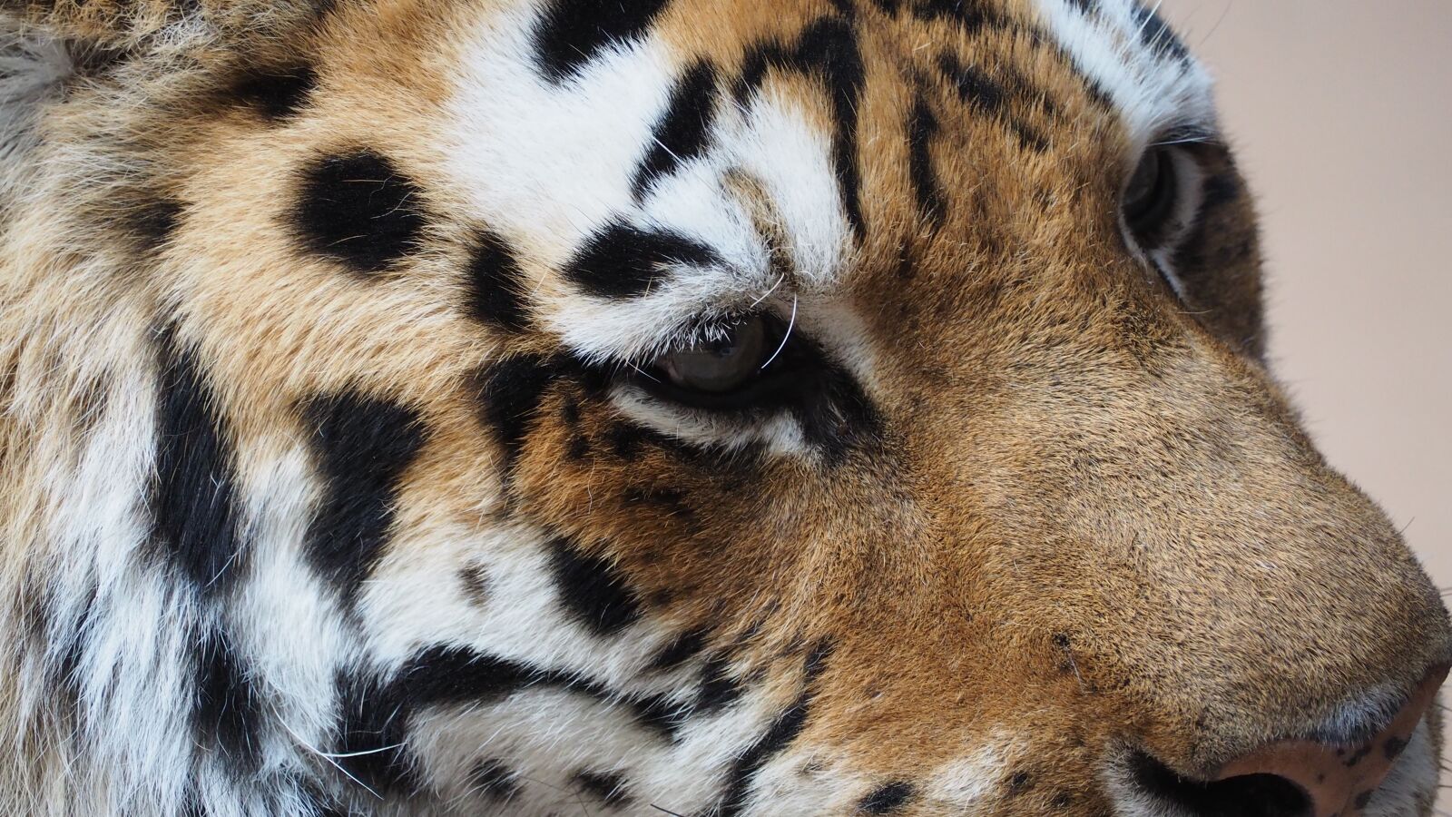 Olympus OM-D E-M10 II sample photo. Tiger, tiger face, portrait photography