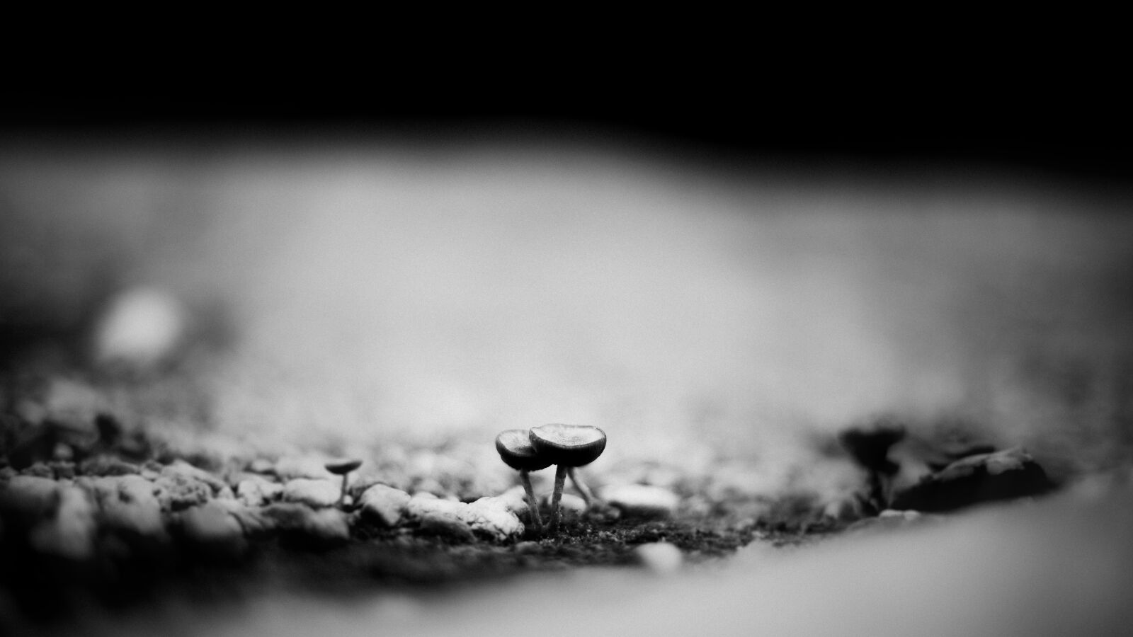 Canon EOS 6D + Canon EF 50mm F1.4 USM sample photo. Black, and, white photography