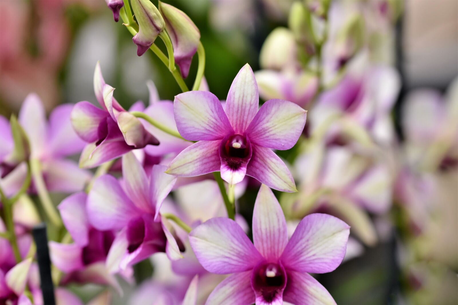 Nikon D7200 sample photo. Orchids, orchid flower, blossom photography