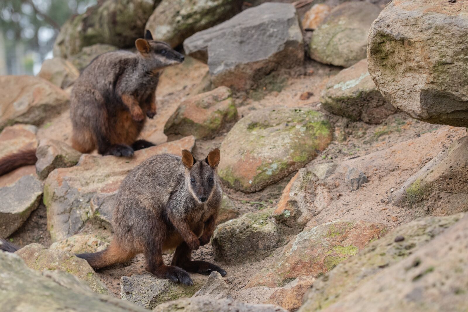 Nikon D750 sample photo. Brush-tailed rock-wallaby, wallaby, marsupial photography