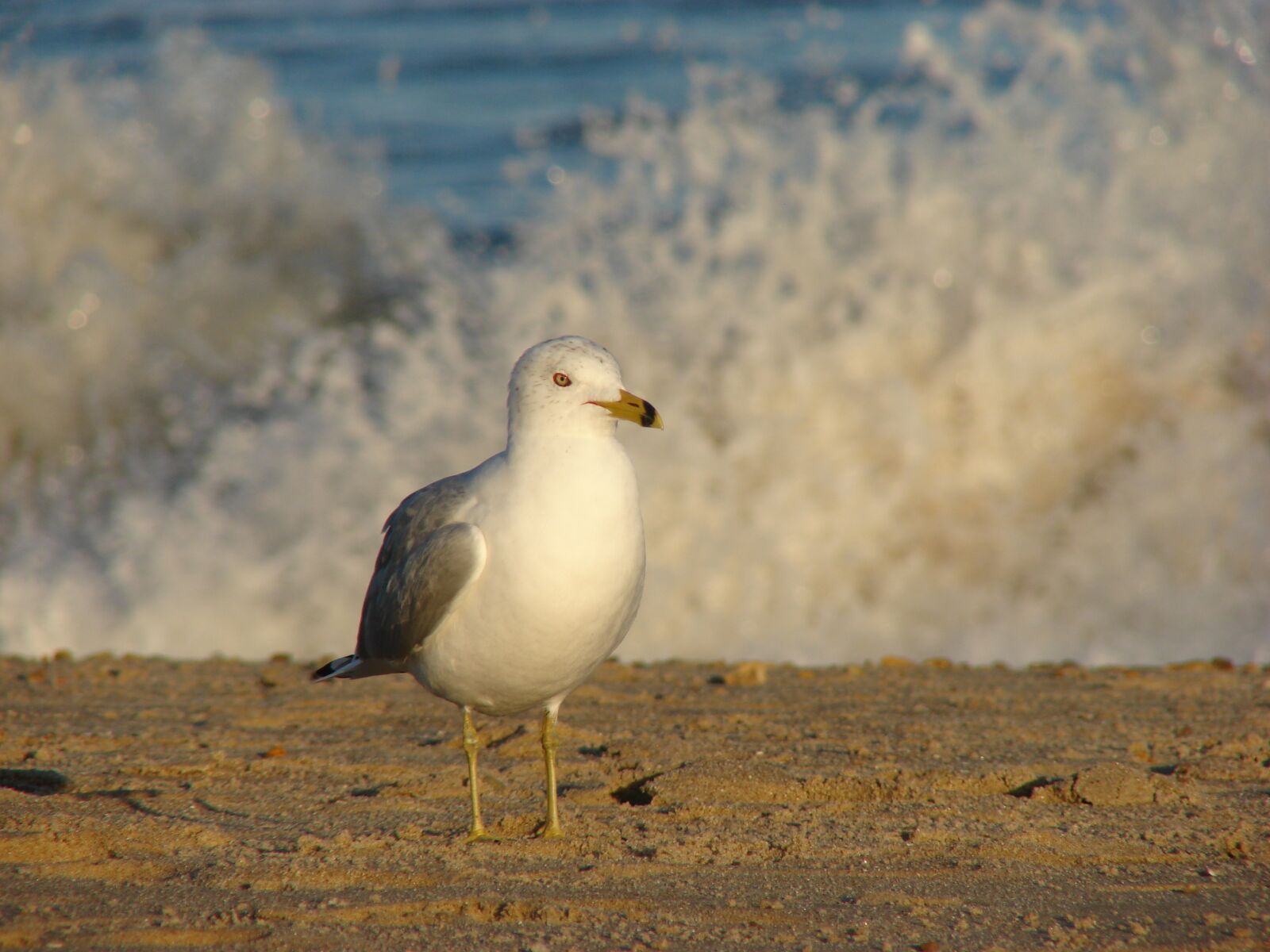 Sony DSC-H2 sample photo. Seagull, gull, wave photography