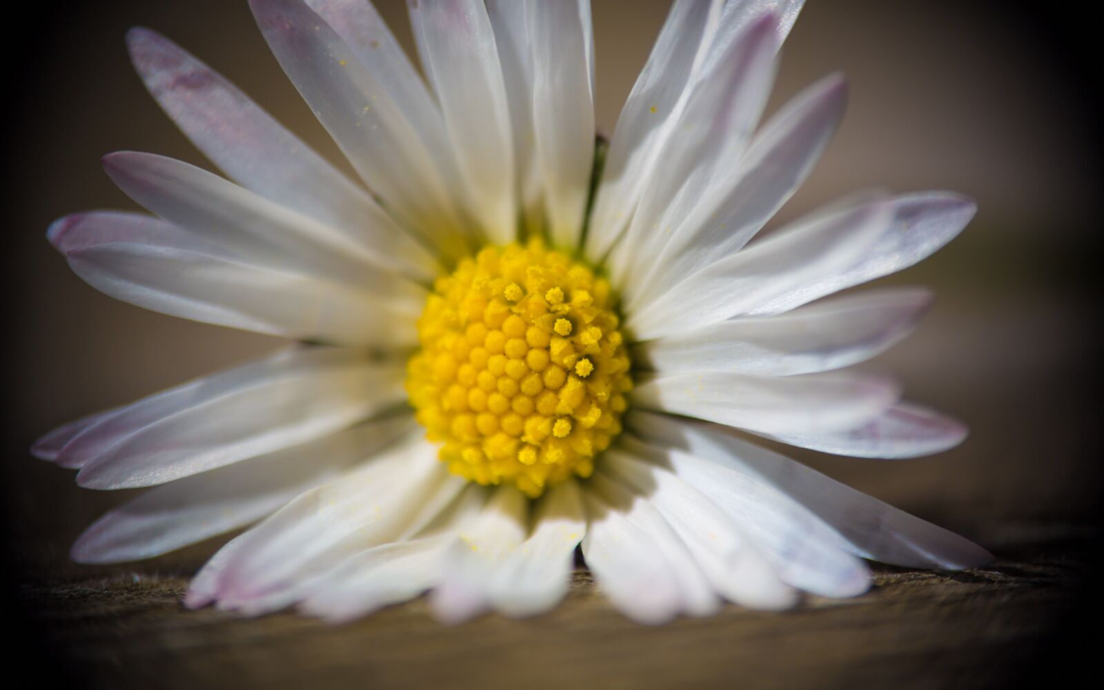 Canon EOS 5D Mark III sample photo. Flower, daisy, close up photography