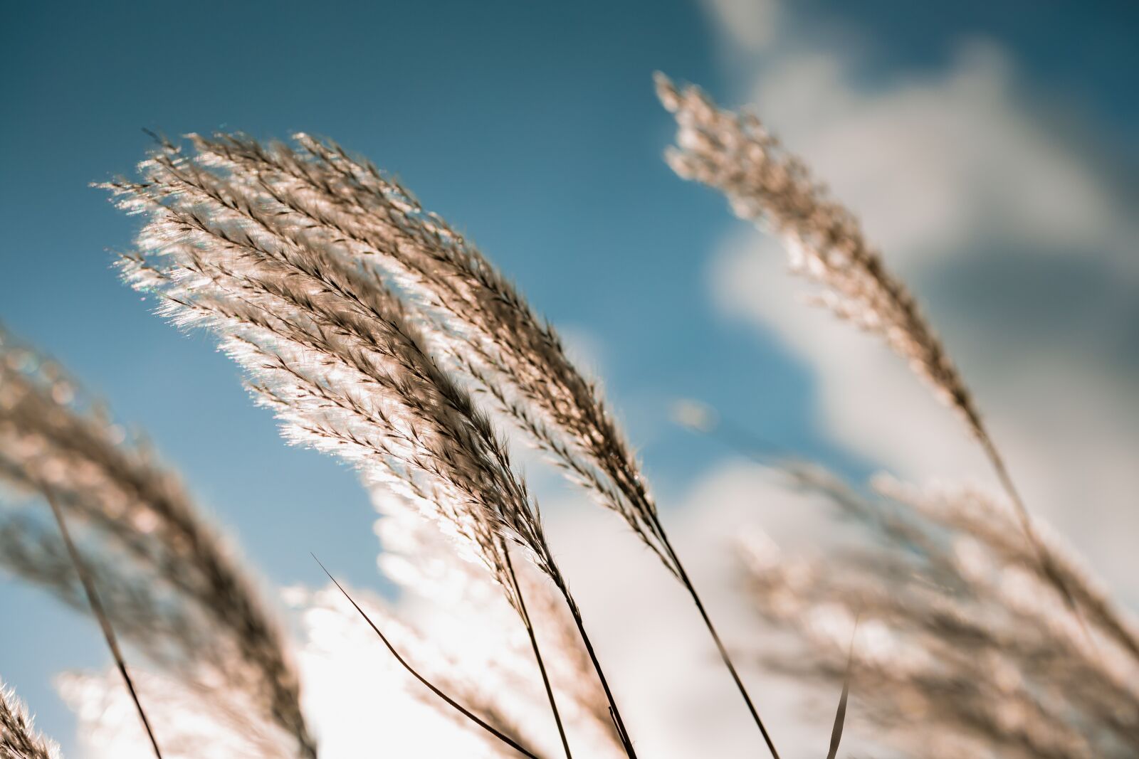 Canon EF 100mm F2.8L Macro IS USM sample photo. Grass, sky, fancy photography
