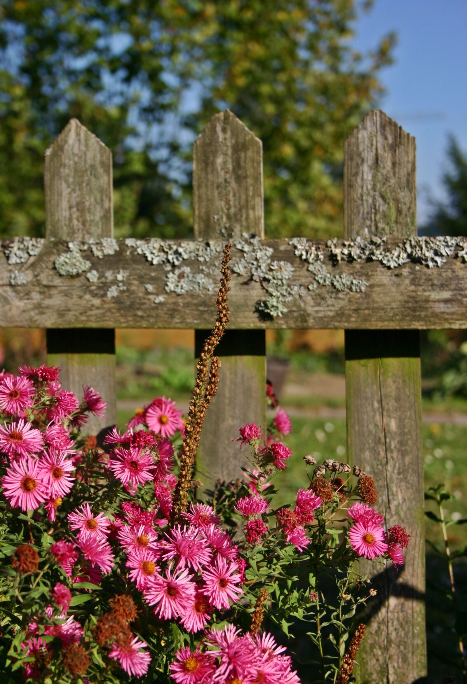 Canon EOS 300D (EOS Digital Rebel / EOS Kiss Digital) sample photo. Garden fence, fence, aster photography
