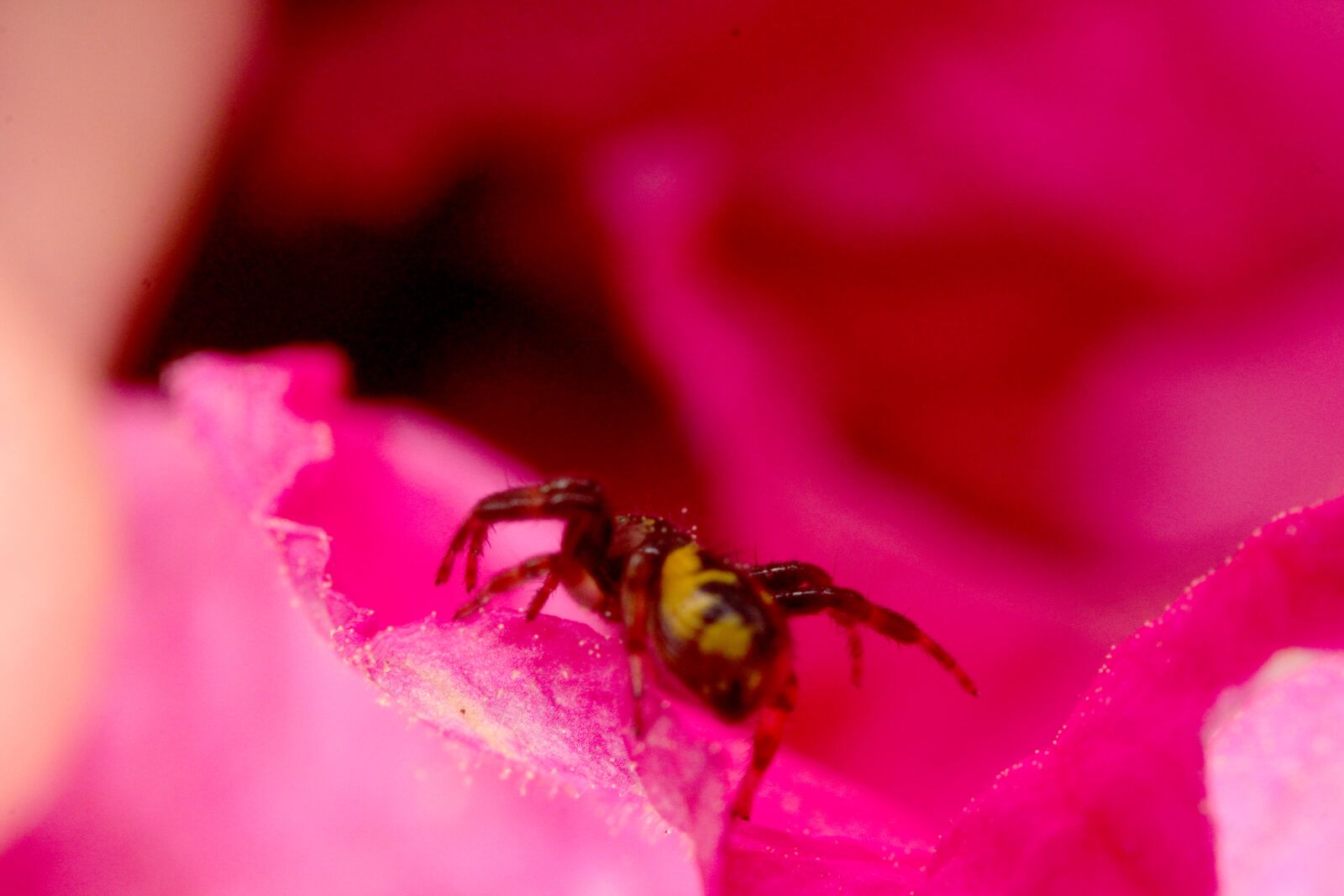 Canon EOS 1300D (EOS Rebel T6 / EOS Kiss X80) sample photo. Spider, flower, insects photography