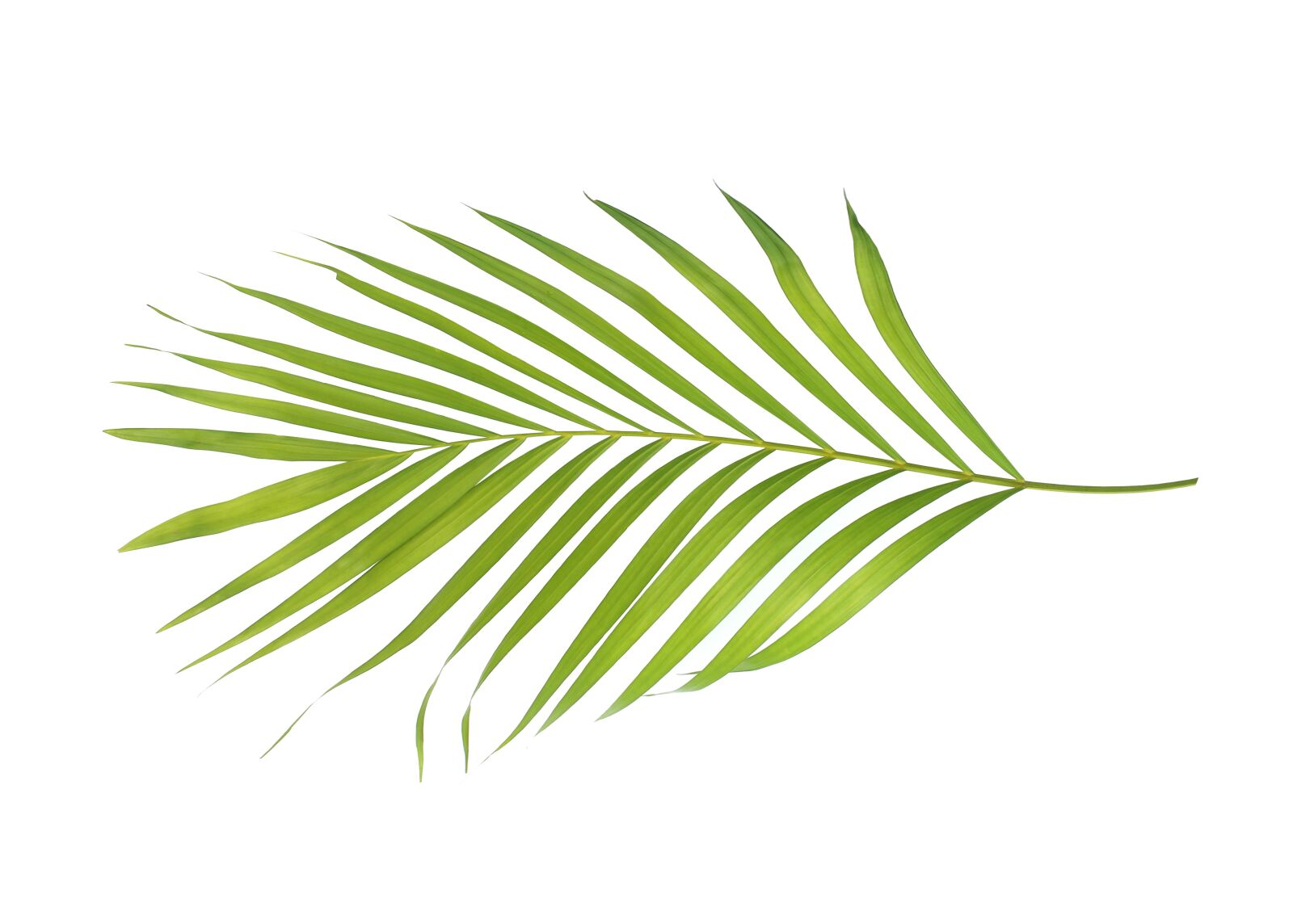 Canon EOS 700D (EOS Rebel T5i / EOS Kiss X7i) sample photo. Palm, leaf, leaves photography