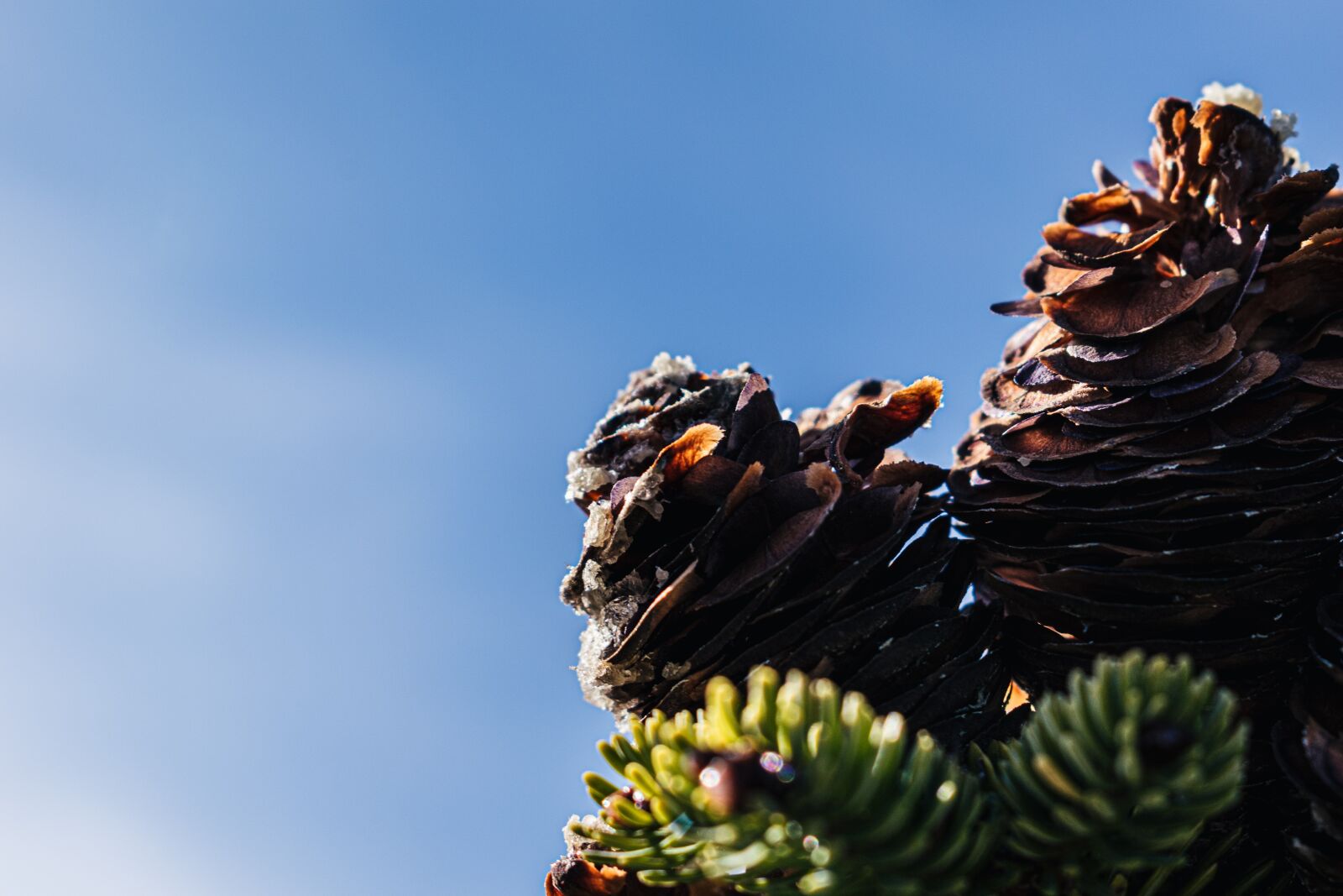 Nikon D5600 sample photo. Pine cone, pine, nature photography