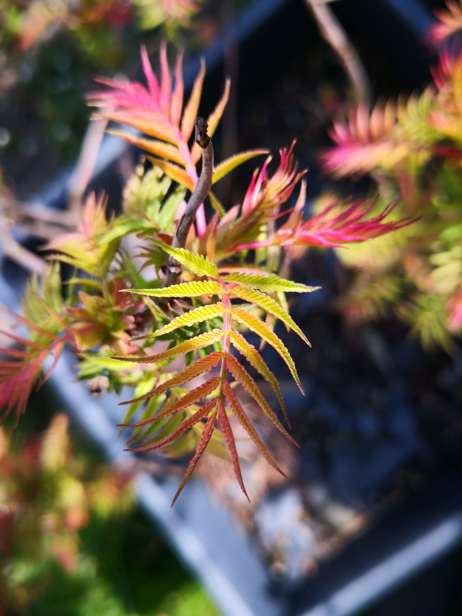 HUAWEI Mate 10 Pro sample photo. Japanese maple, maple, plant photography