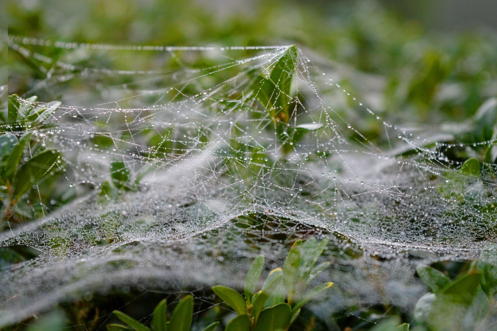 Nikon D3200 sample photo. Spider web, cobweb, dewdrop photography