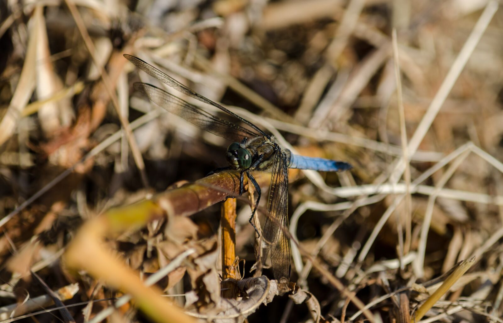 Nikon D5100 sample photo. Dragonfly, large, insect photography