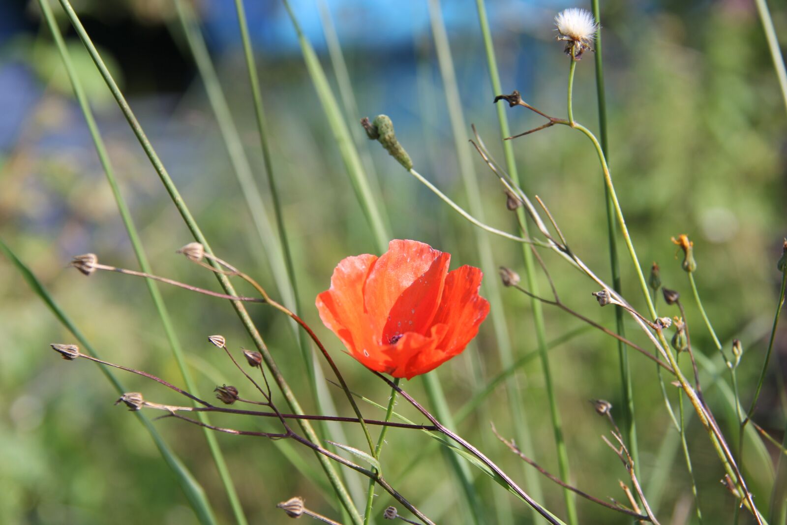 Canon EOS 60D sample photo. Poppy, field flower, meadow photography