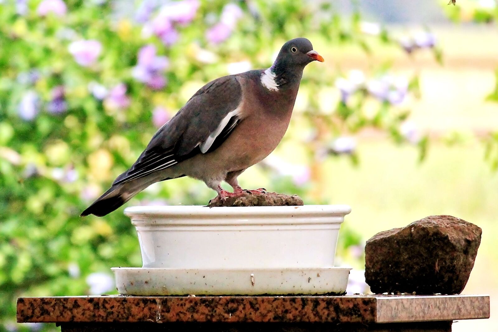 Canon EF-S 55-250mm F4-5.6 IS STM sample photo. Pigeons, birds, evening sun photography