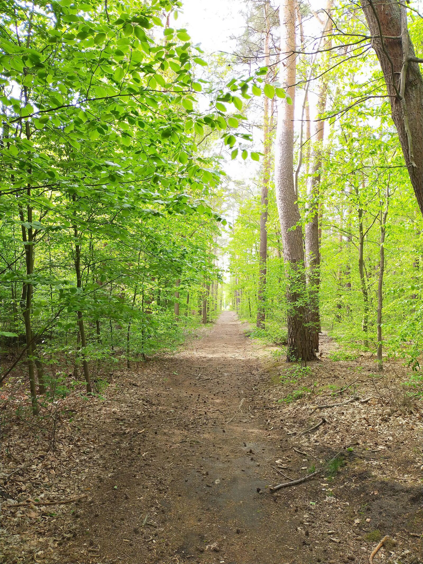 OPPO A9 2020 sample photo. Forest, spring, tree photography