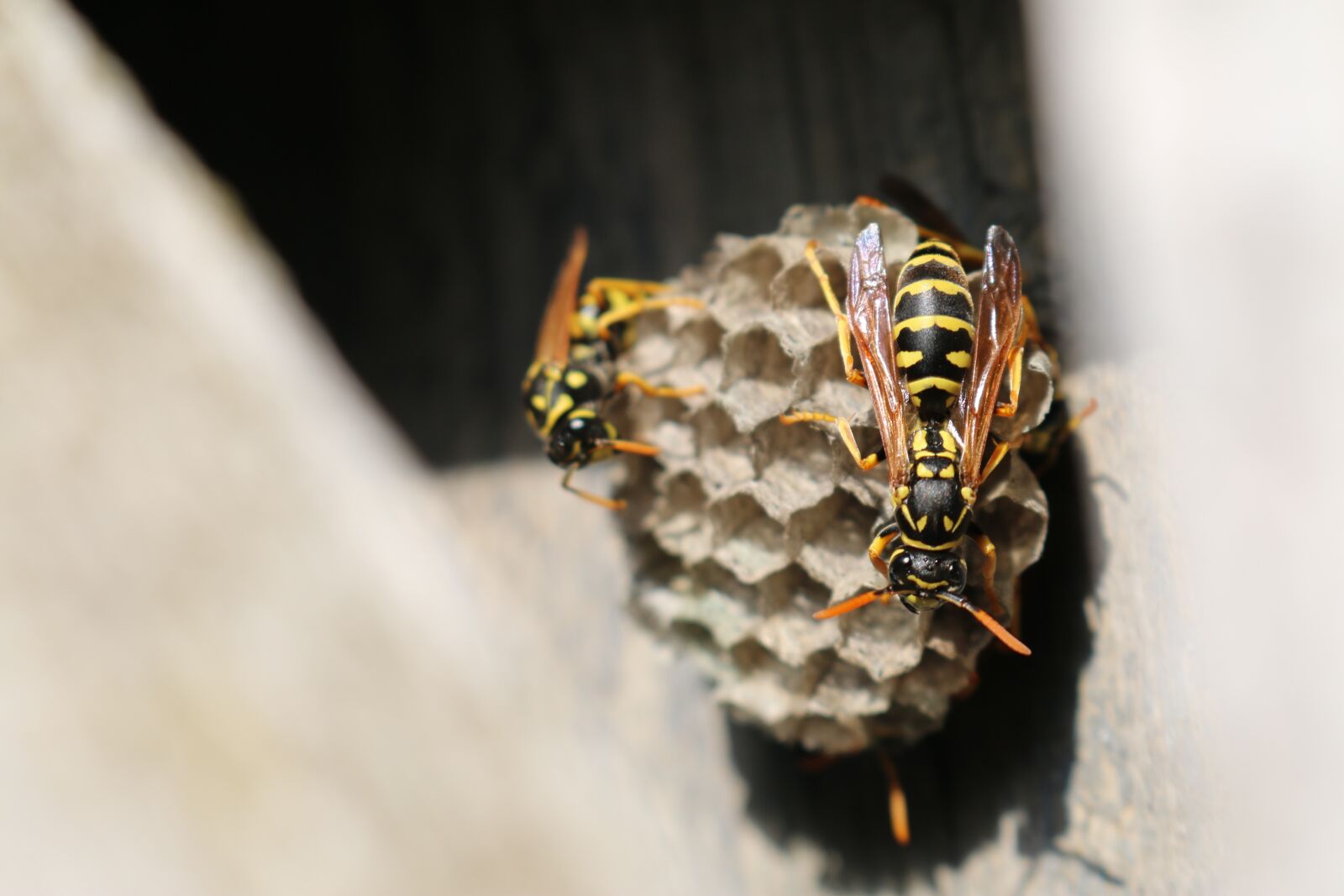 Canon EOS 70D sample photo. Animal, bee, beehive photography